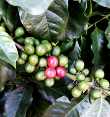 Green Coffee Beans